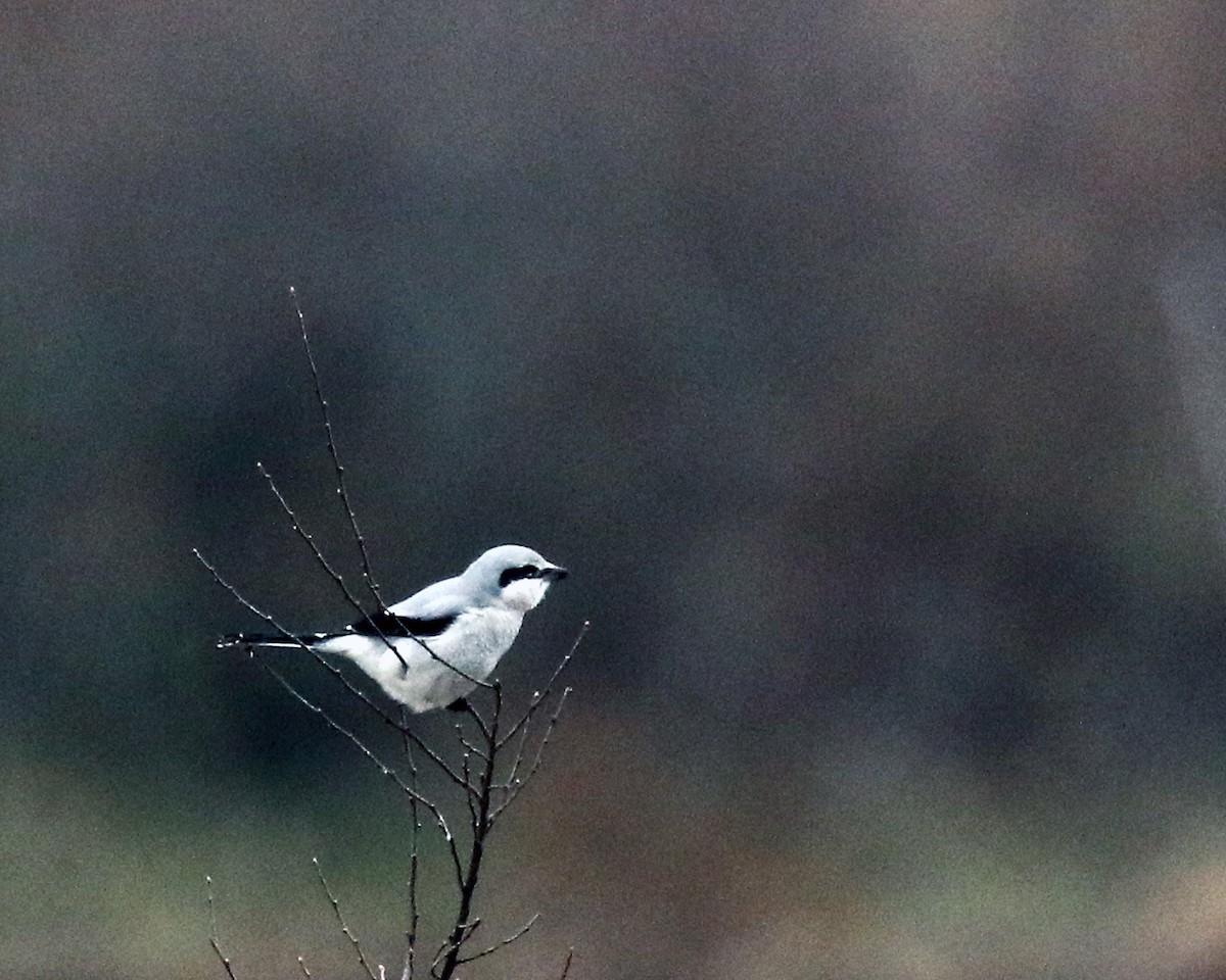 Northern Shrike (American) - ML519441231