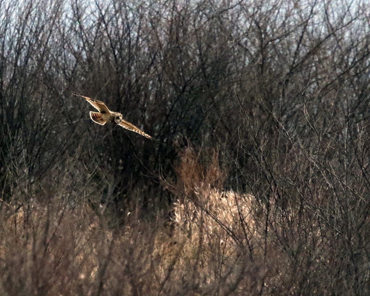 Short-eared Owl - ML519441561