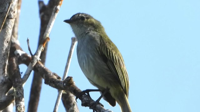 Mistletoe Tyrannulet - ML519441591