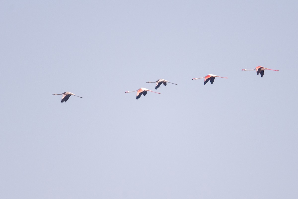 Greater Flamingo - Parmil Kumar