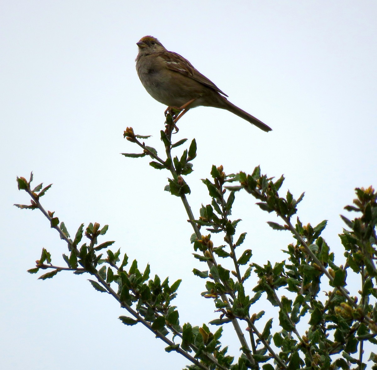 Golden-crowned Sparrow - Thomas Hinnebusch