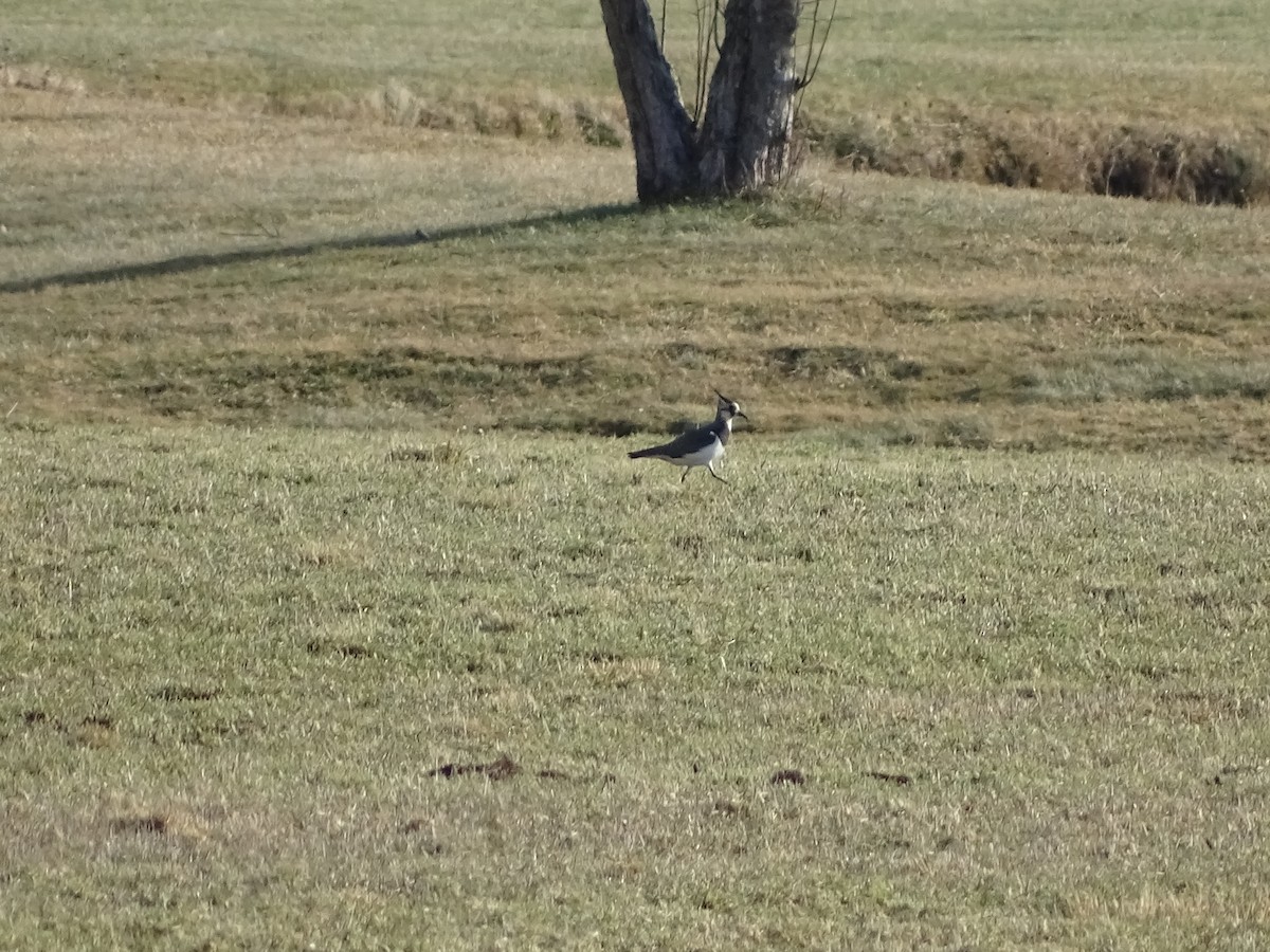 Northern Lapwing - ML519442951