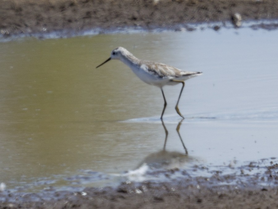 Marsh Sandpiper - Mat Gilfedder