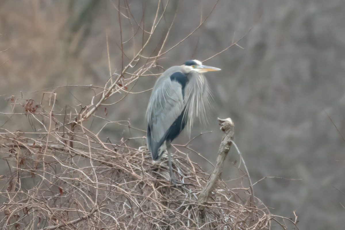 Great Blue Heron - ML519444781