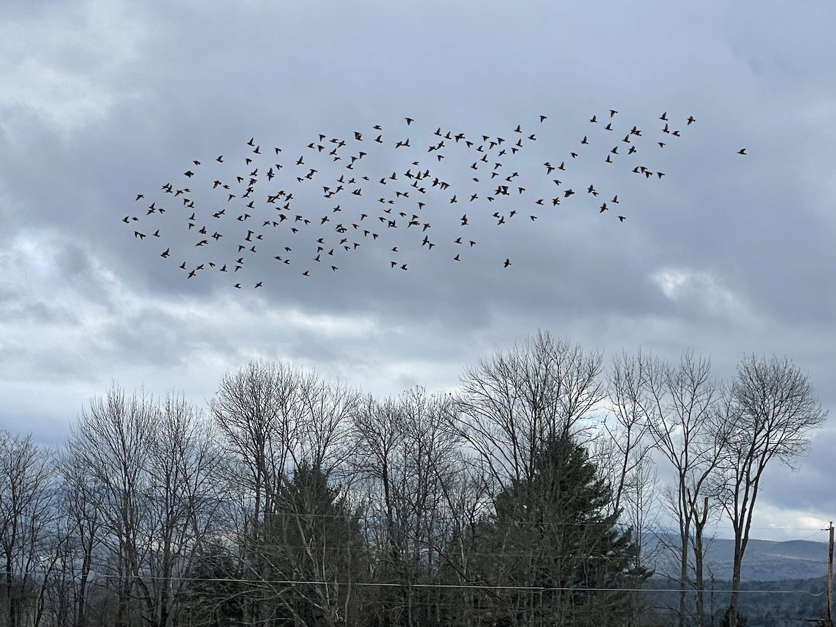 European Starling - ML519445031