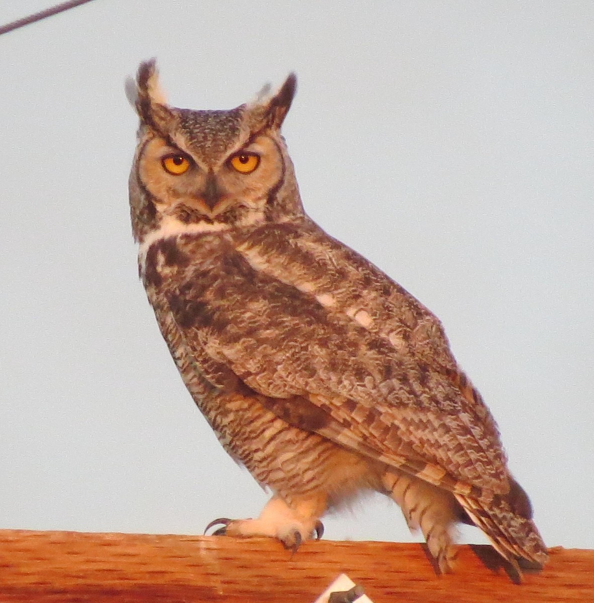 Great Horned Owl - Ed Dunn
