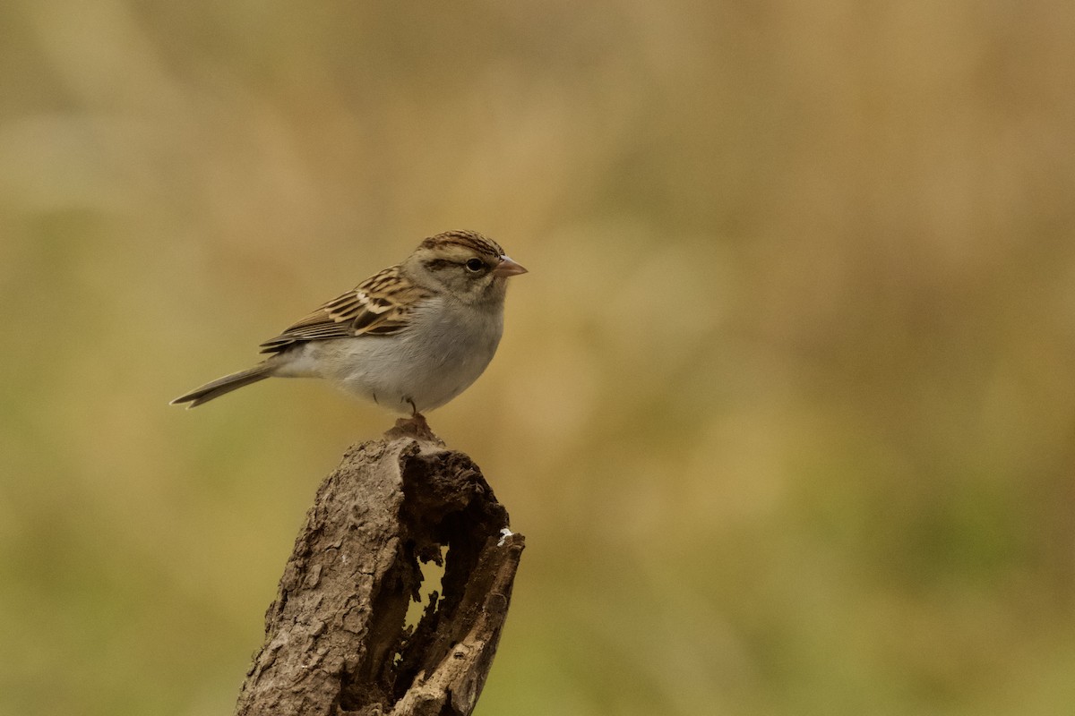 Chipping Sparrow - ML519446011