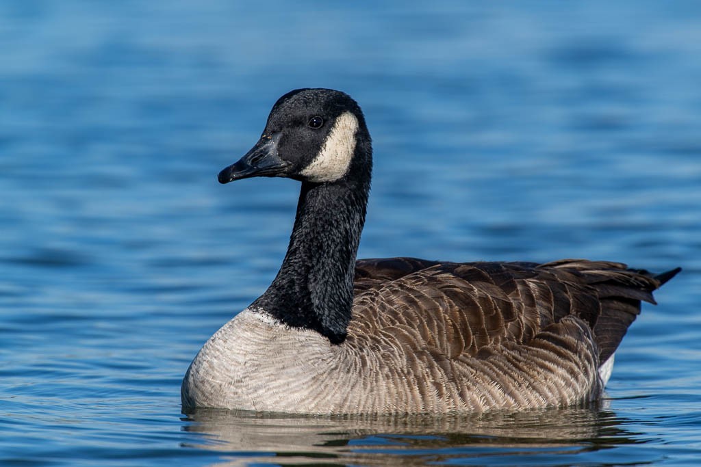 Canada Goose - ML519446191