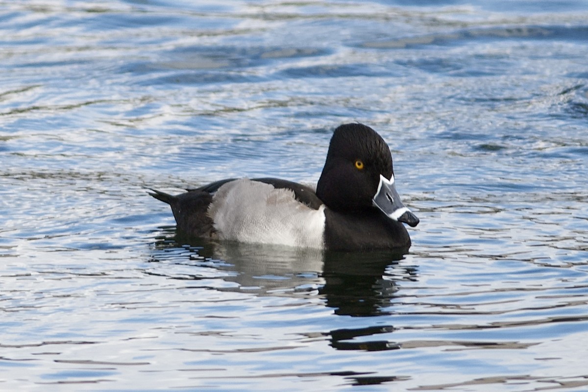 Ring-necked Duck - ML519446371