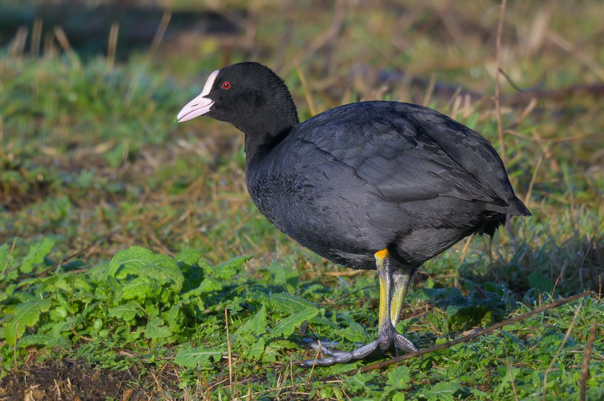 Folaga - ML519446751