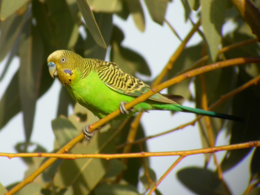 Budgerigar - ML51944681