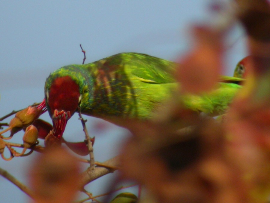 Varied Lorikeet - ML51944691