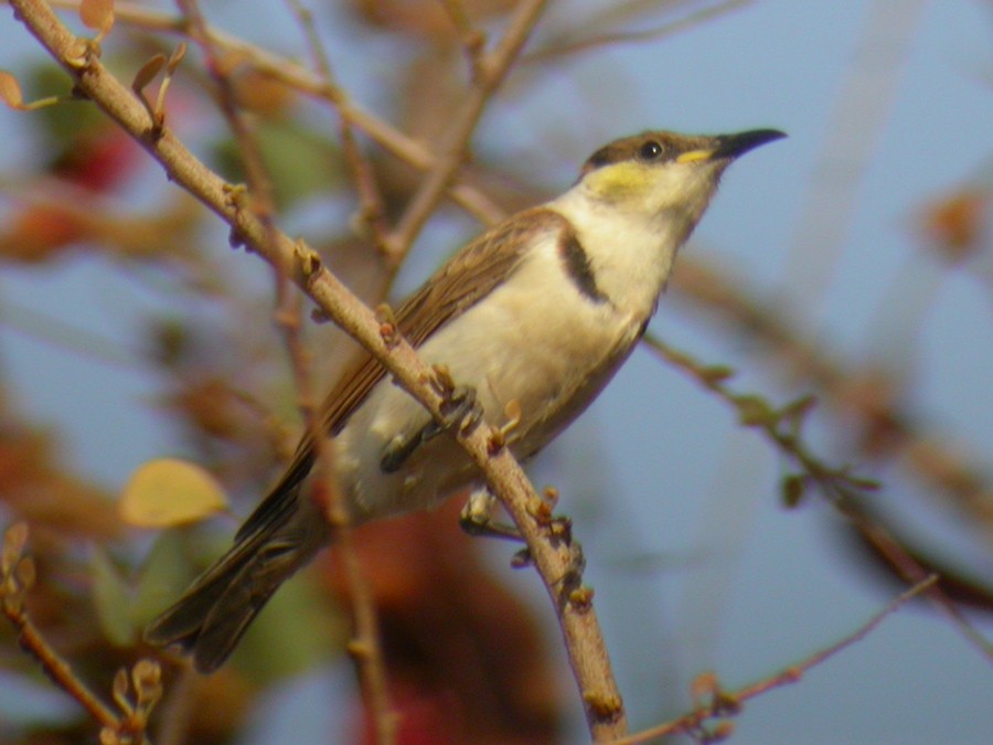Banded Honeyeater - ML51944851