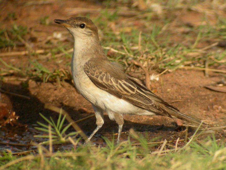 White-winged Triller - ML51944861