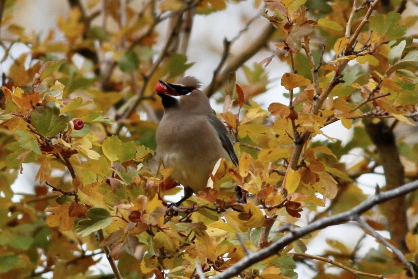 Cedar Waxwing - ML519451571