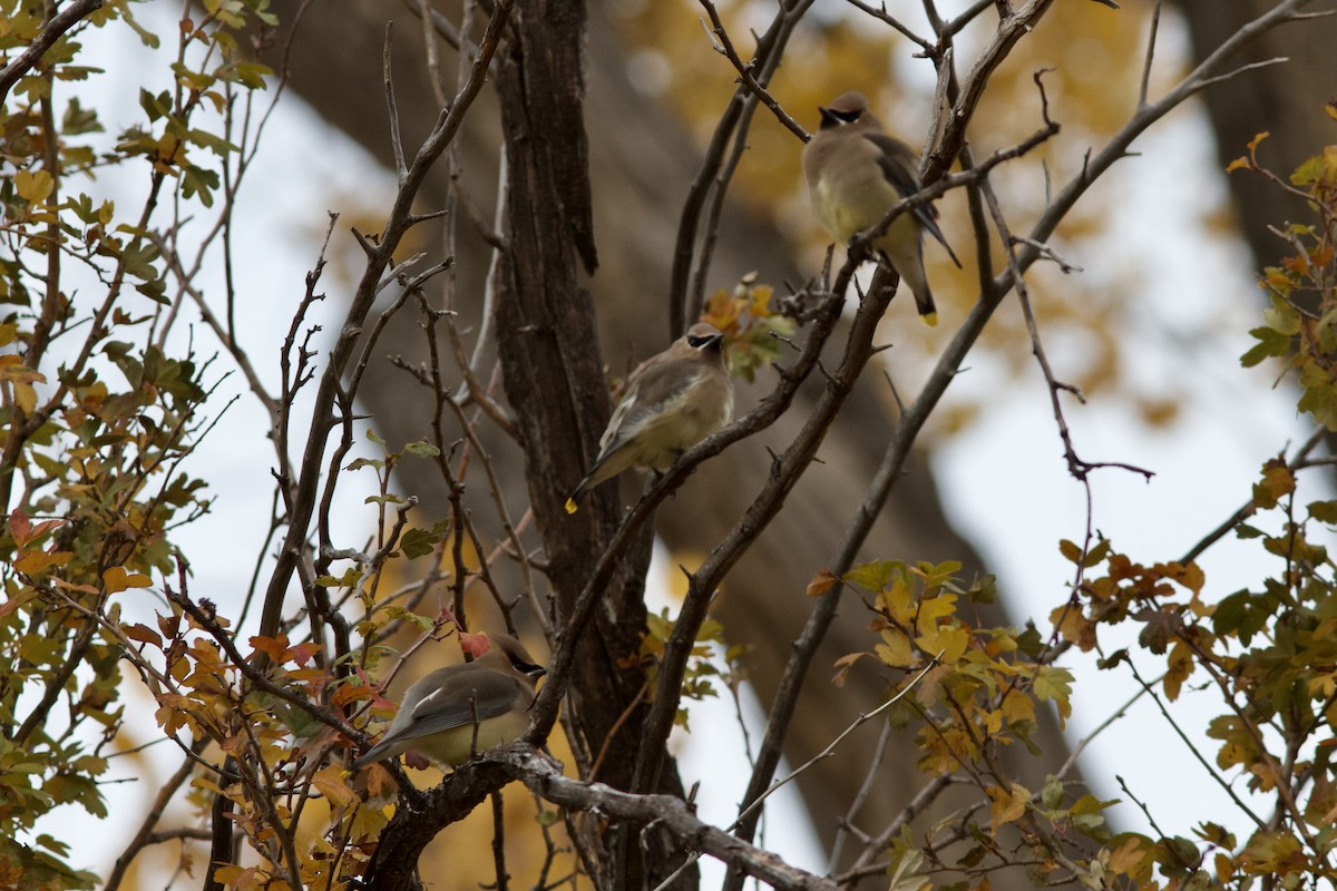 Cedar Waxwing - ML519451581
