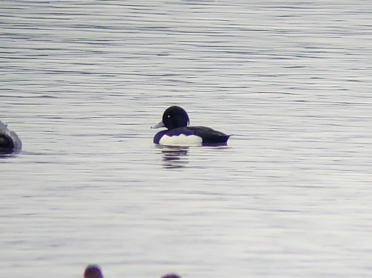 Tufted Duck - ML519452061