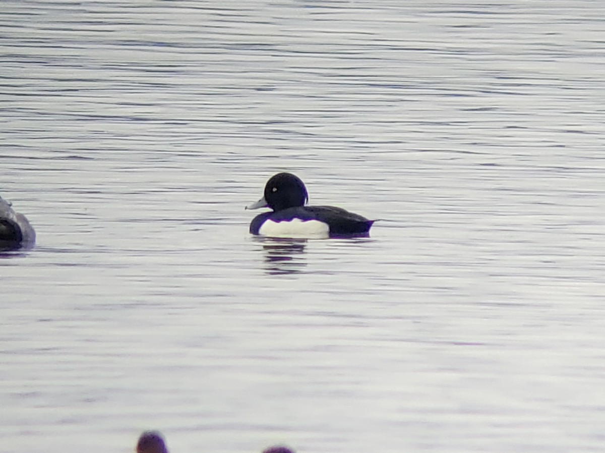 Tufted Duck - Kayla Fisk