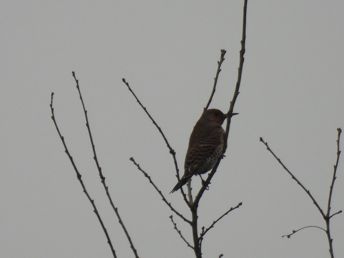 Northern Flicker - Travis Philo