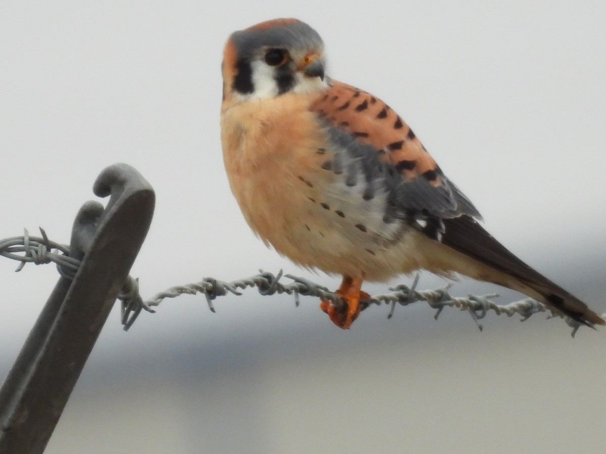 American Kestrel - Travis Philo