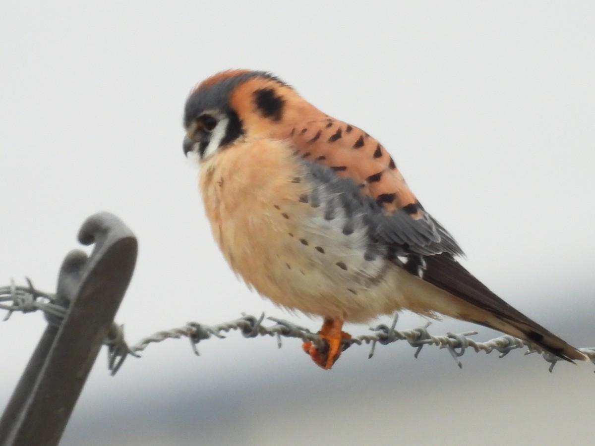 American Kestrel - ML519453151