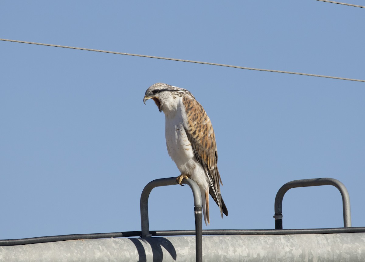 Ferruginous Hawk - ML519453511