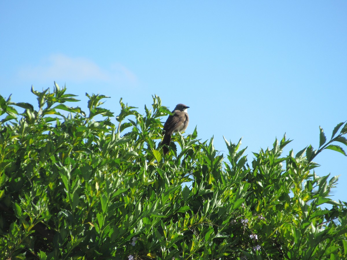 Black-lored Babbler (Nanyuki) - ML519453971