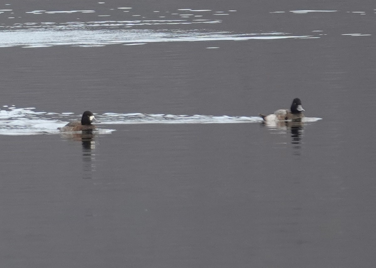 Lesser Scaup - ML519454051