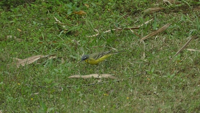 Eastern Yellow Wagtail - ML519454651