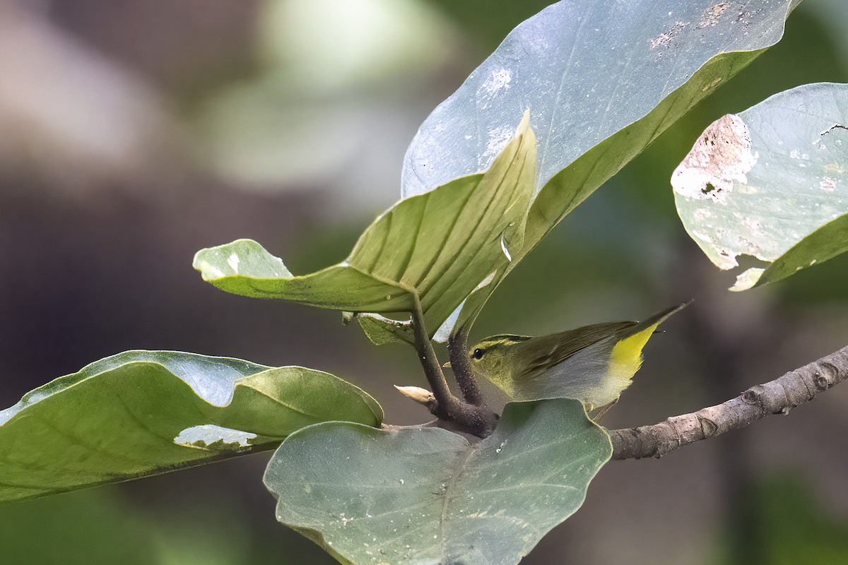 Yellow-vented Warbler - ML519454911