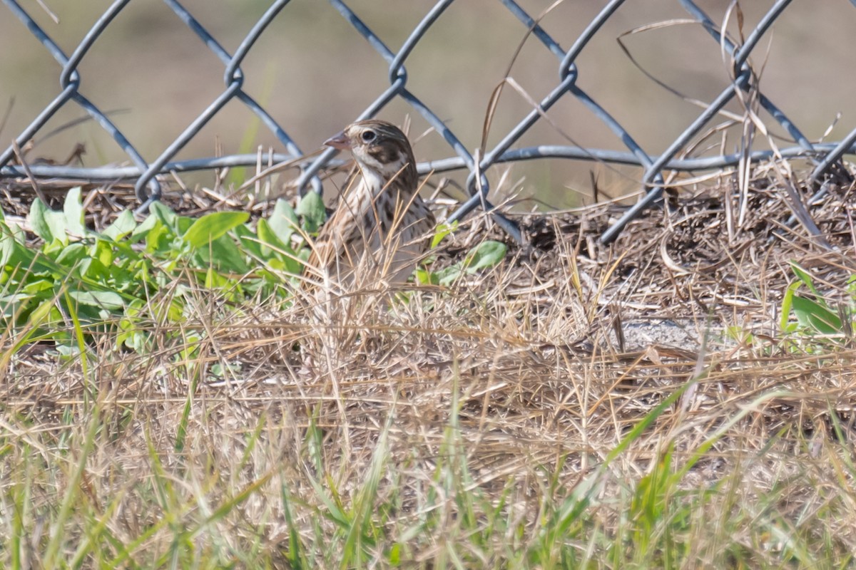 Vesper Sparrow - Gabrielle Harrison