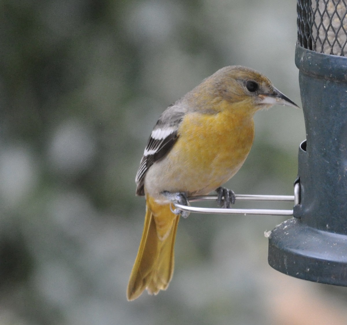 Baltimore Oriole - ML519455511