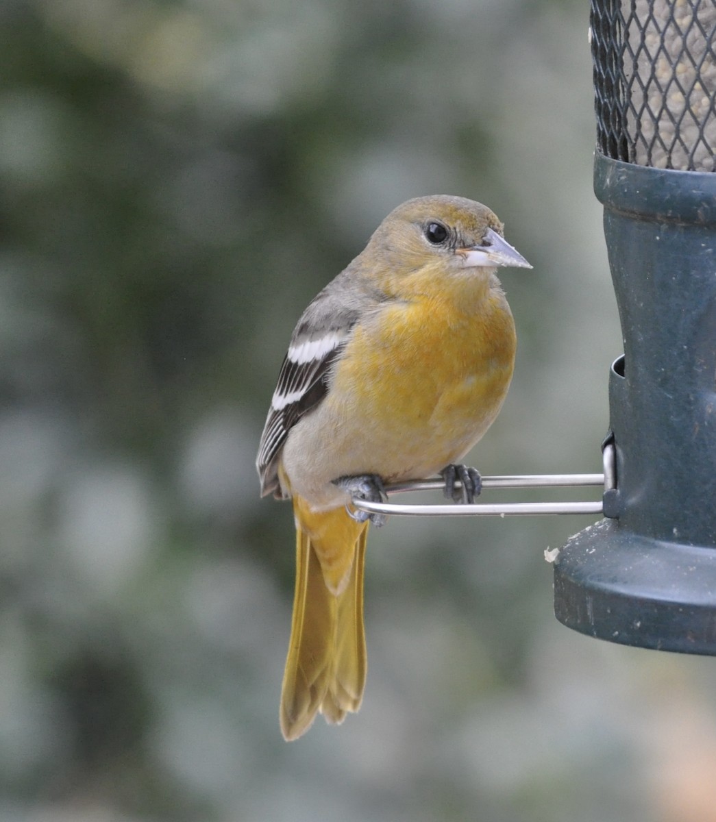 Baltimore Oriole - ML519455521