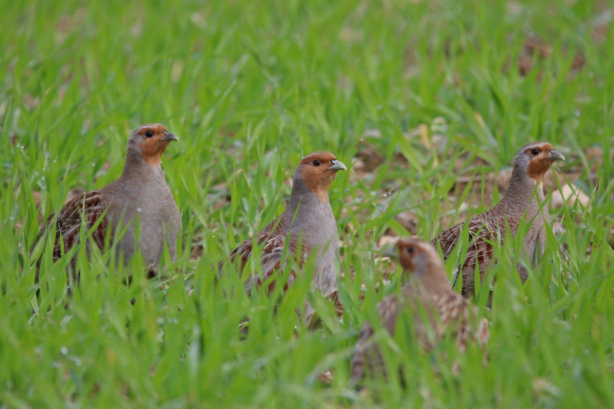 Gray Partridge - ML519456571