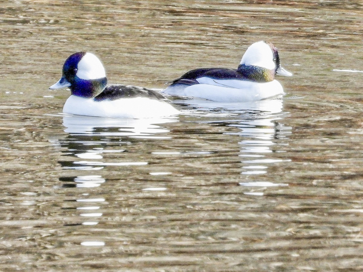 Bufflehead - ML519456601