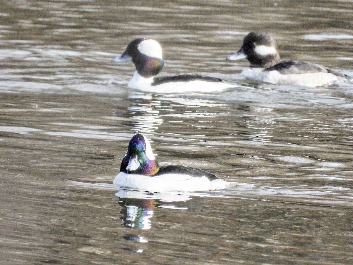 Bufflehead - ML519456611