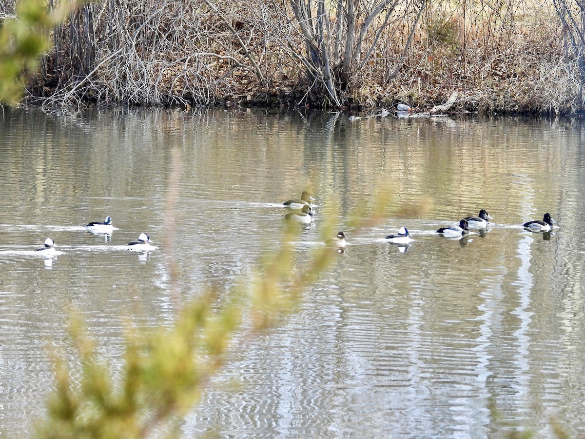 Bufflehead - ML519456711