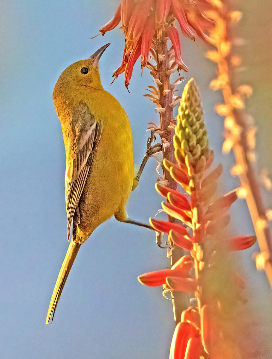 Hooded Oriole - ML519457851