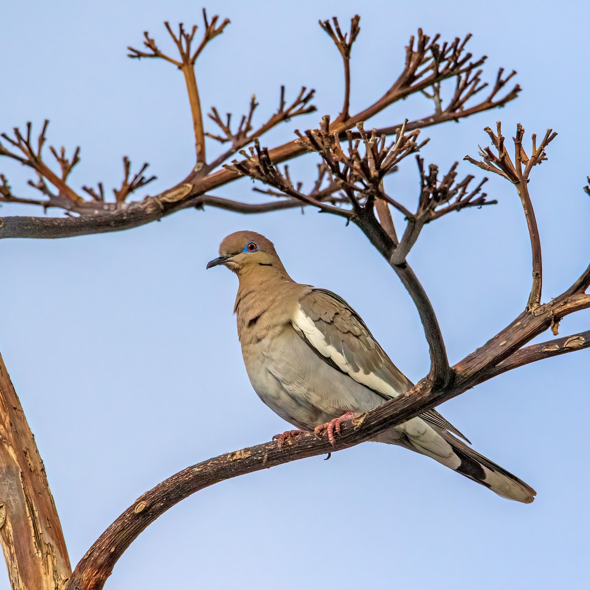 White-winged Dove - ML519457941