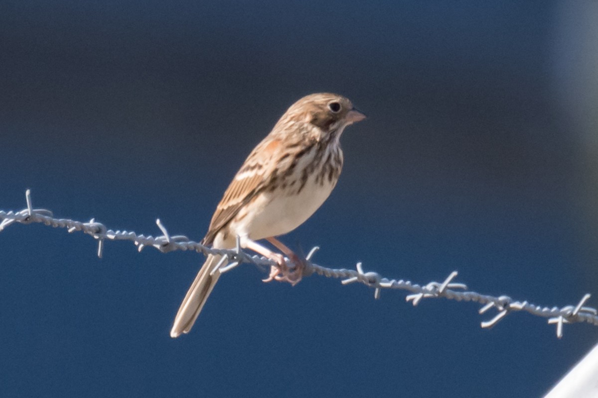 Vesper Sparrow - Gabrielle Harrison