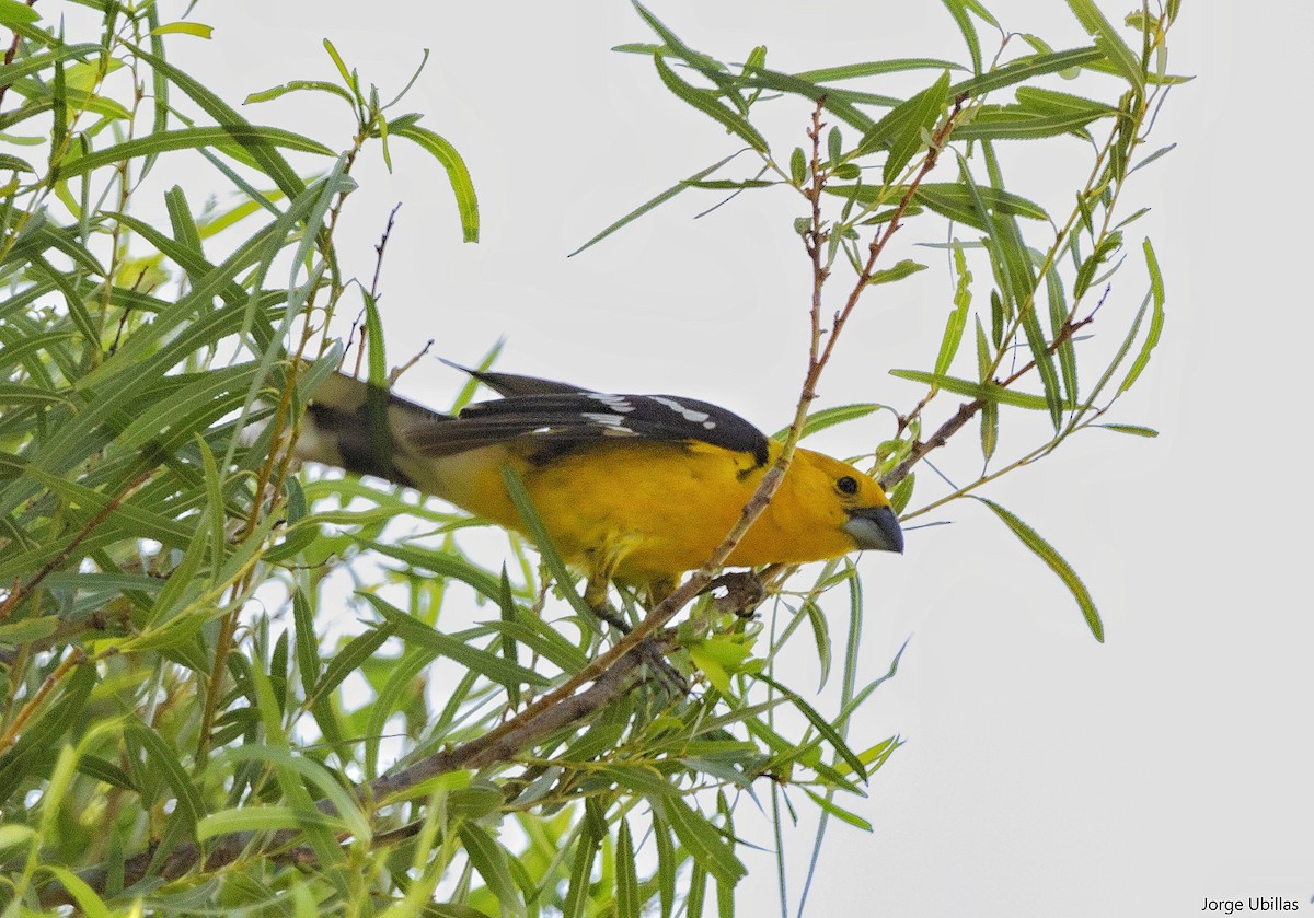 Golden Grosbeak - ML519458871