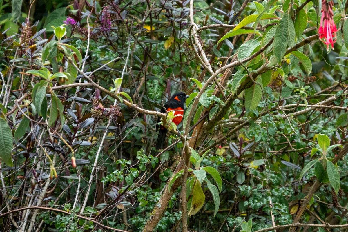 Scarlet-bellied Mountain Tanager - ML519459591