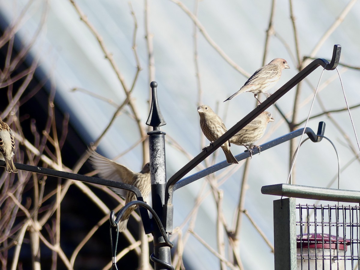 House Finch - ML519459791