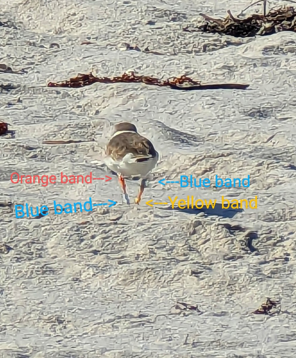 Piping Plover - ML519460451
