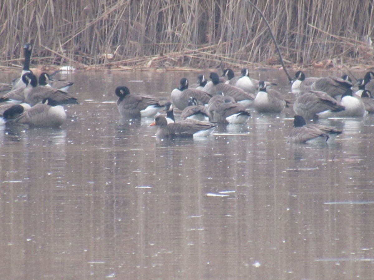 Greater White-fronted Goose - ML519461181