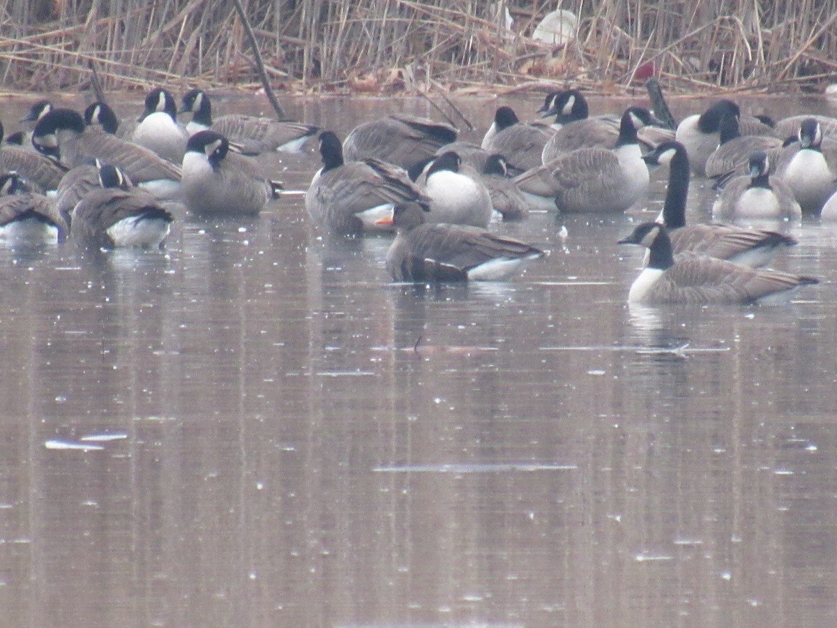 Greater White-fronted Goose - ML519461191