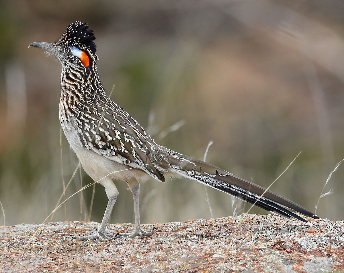 Greater Roadrunner - Charles Lyon