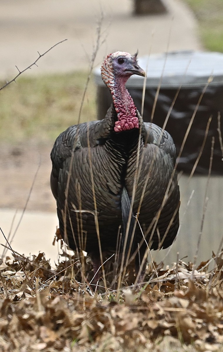 Guajolote Gallipavo - ML51946151