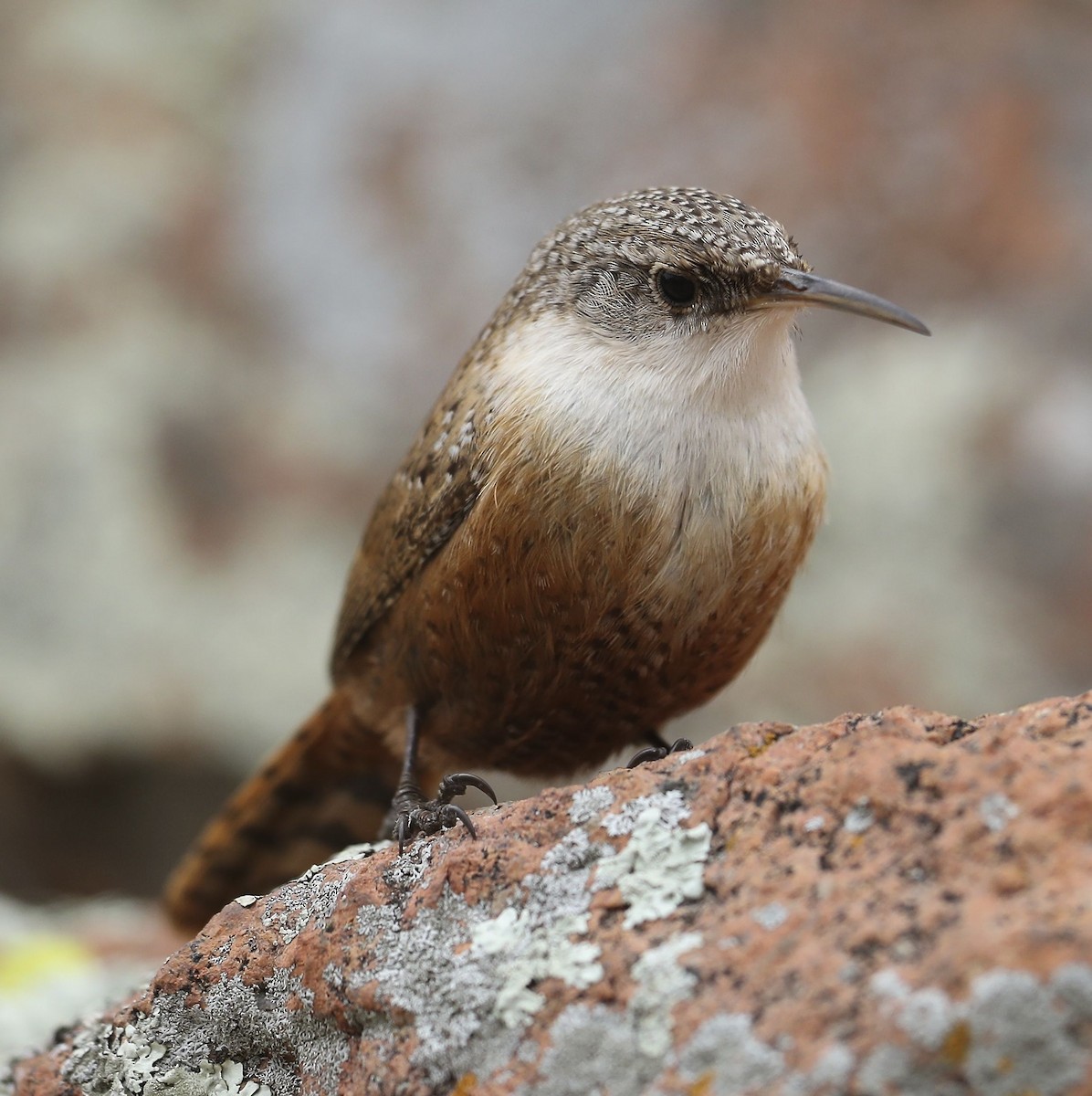 Canyon Wren - Charles Lyon