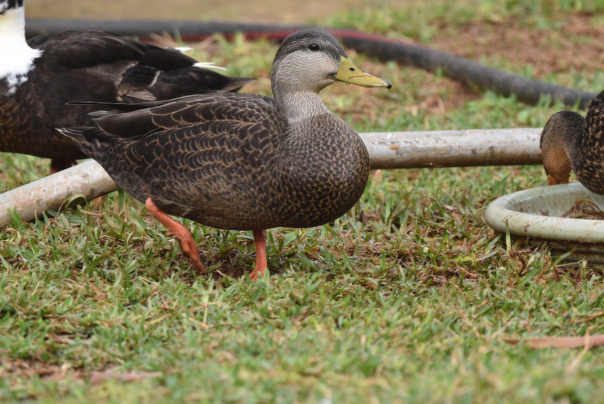 American Black Duck - ML519462151